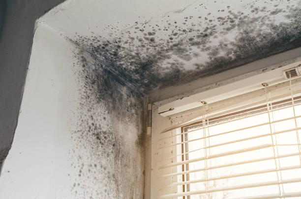 Affordable Attic Mold Remediation solutions in Highspire, PA